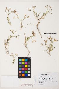 Eriogonum heermannii image