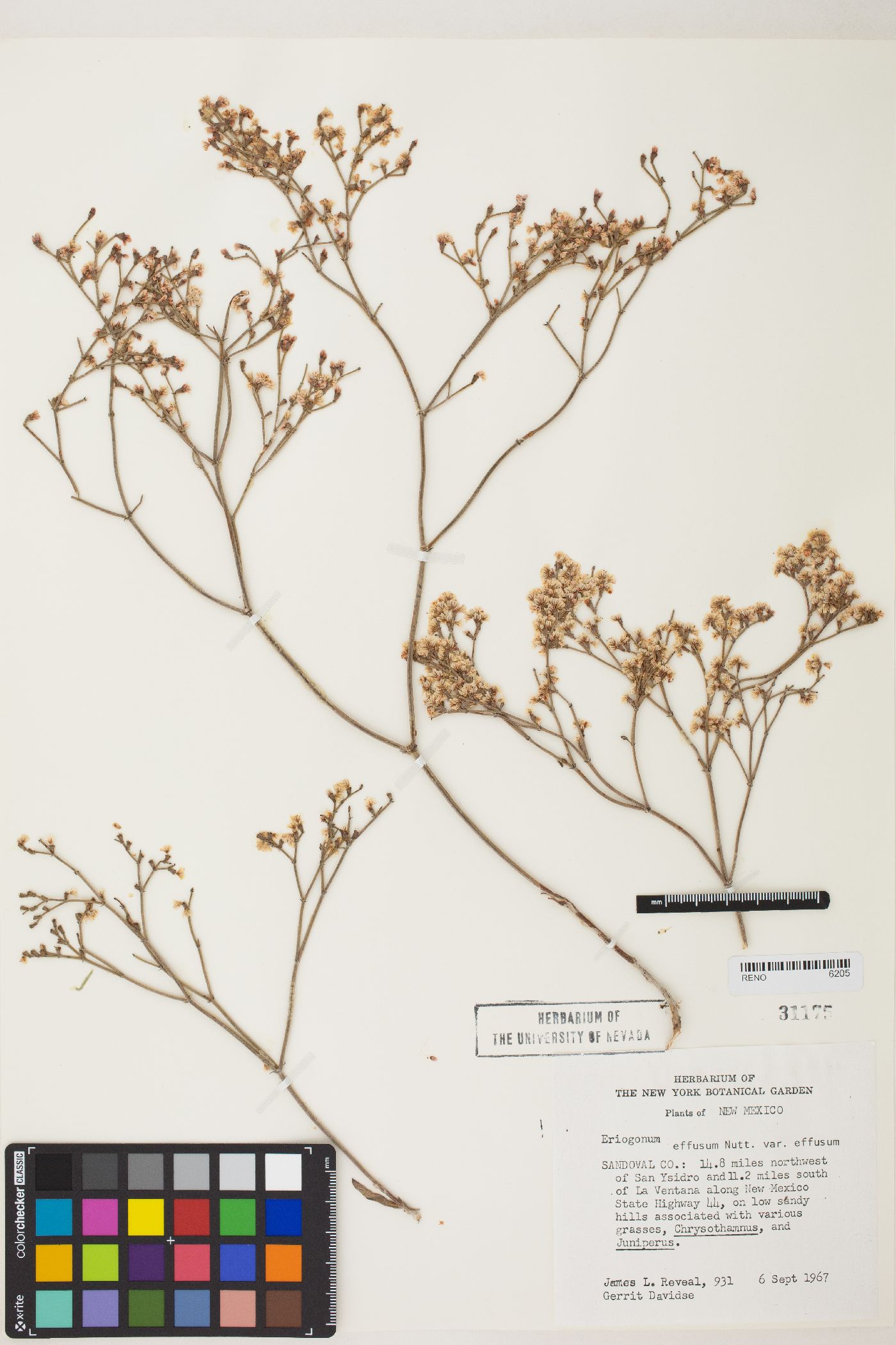 Eriogonum effusum image