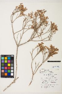 Eriogonum effusum image