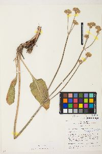 Eriogonum elatum image