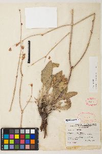 Eriogonum elatum image
