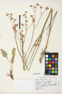 Eriogonum elatum image