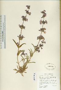 Penstemon marcusii image