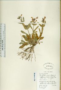 Penstemon miser image