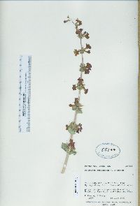 Penstemon pachyphyllus image