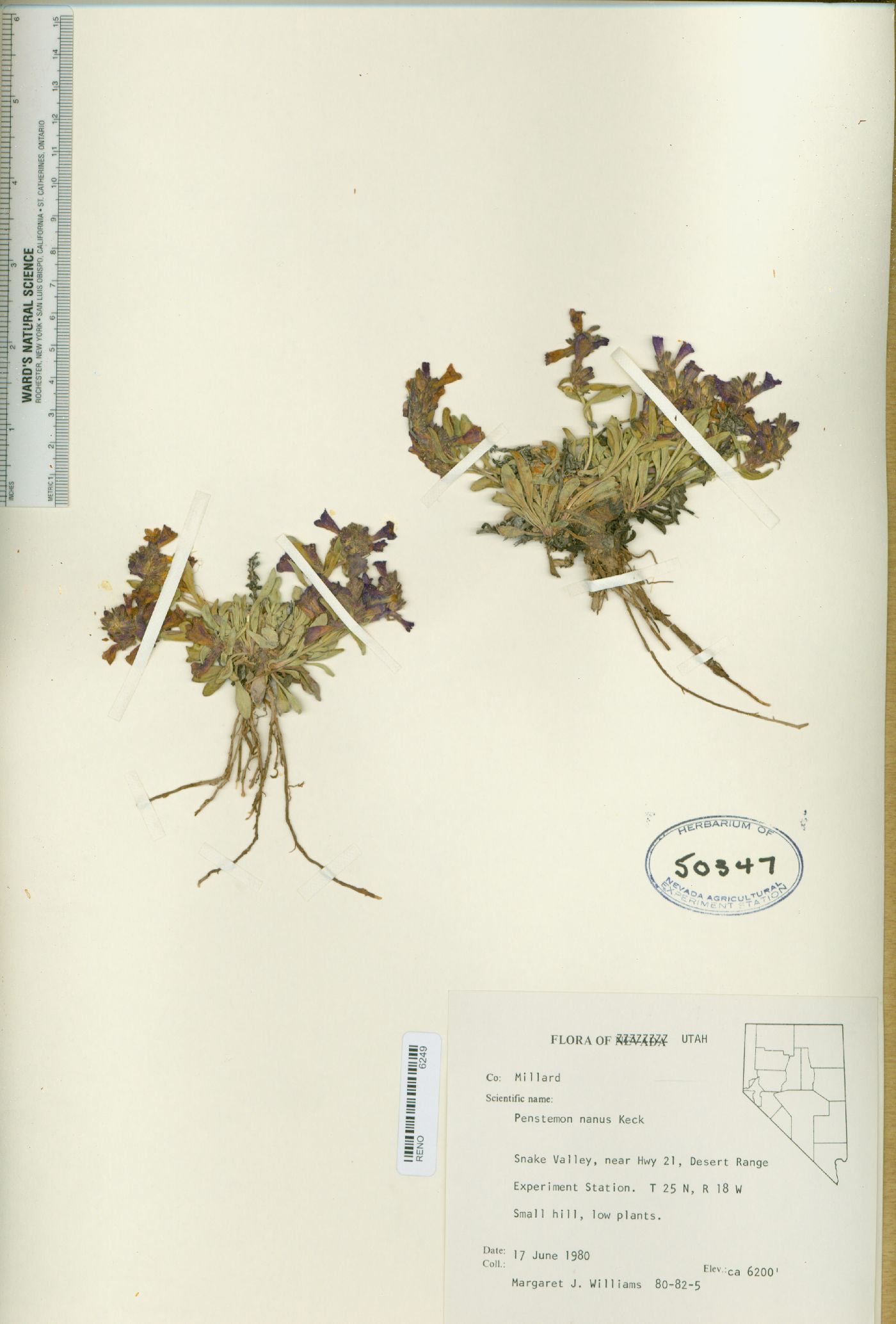 Penstemon nanus image