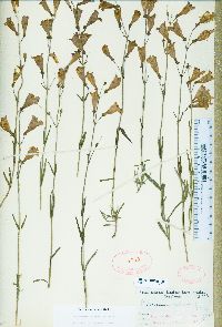 Penstemon neotericus image