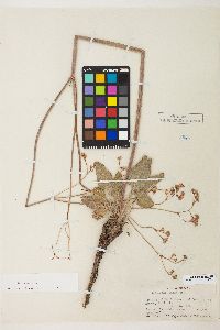 Eriogonum elatum image