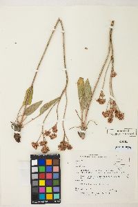 Eriogonum elatum image