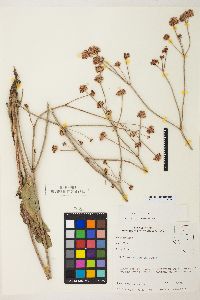 Eriogonum elatum image