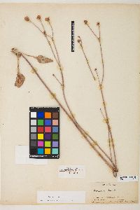 Eriogonum elatum image