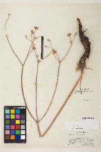 Eriogonum elatum image