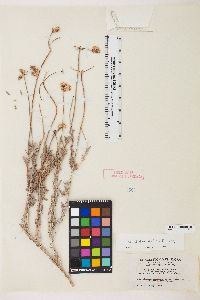 Eriogonum fasciculatum var. polifolium image