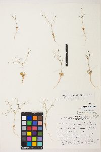 Eriogonum glandulosum image