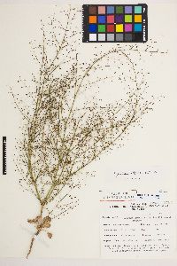 Eriogonum glandulosum image