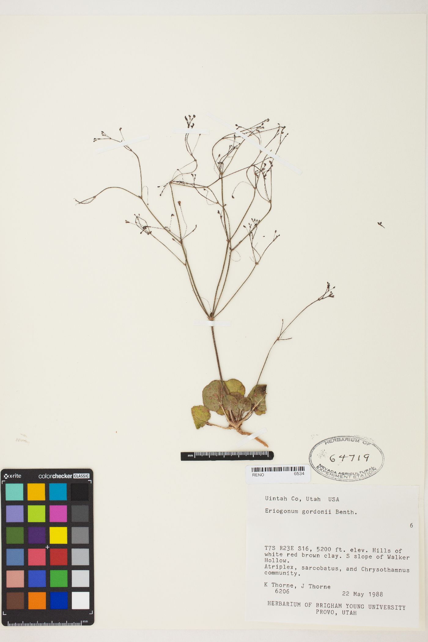 Eriogonum gordonii image