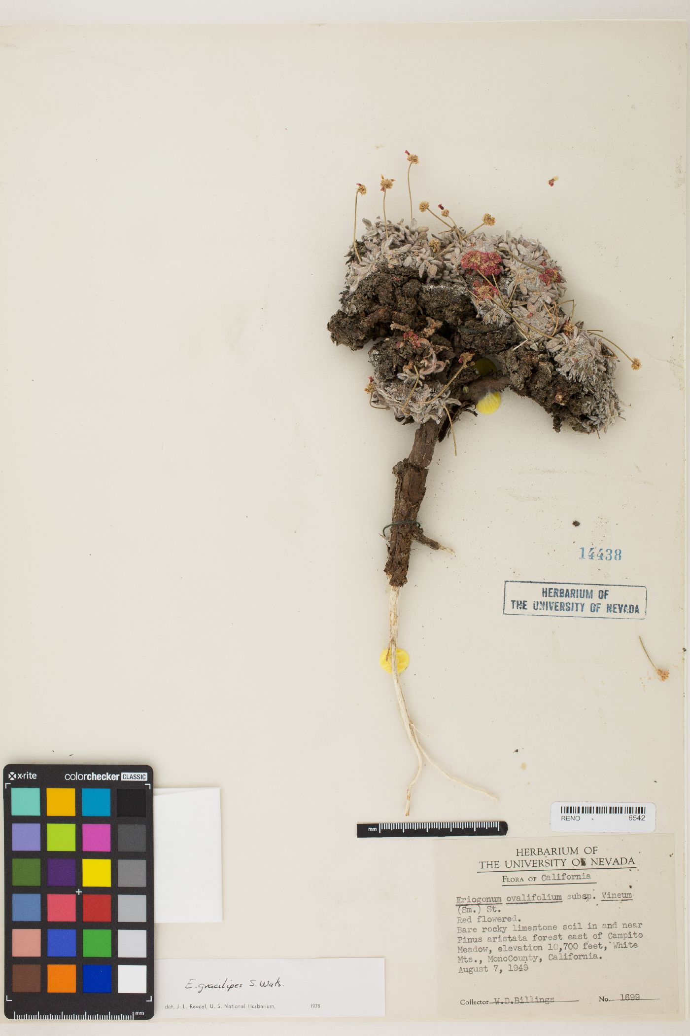 Eriogonum gracilipes image