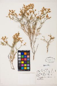 Eriogonum heermannii image