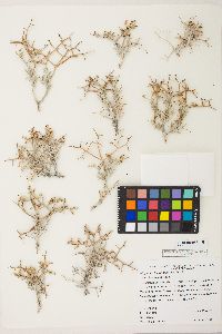 Eriogonum heermannii image