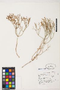 Eriogonum heermannii image