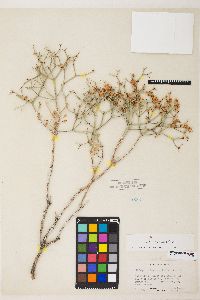 Eriogonum heermannii image