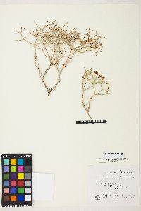 Eriogonum heermannii image