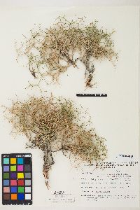 Eriogonum heermannii image