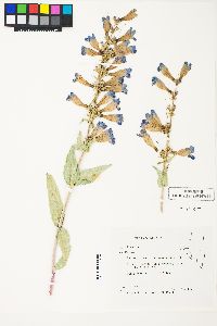 Penstemon speciosus image