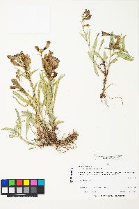 Penstemon speciosus image