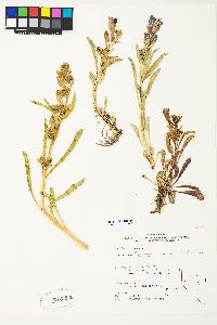 Penstemon speciosus image