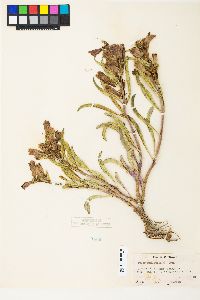 Penstemon speciosus image