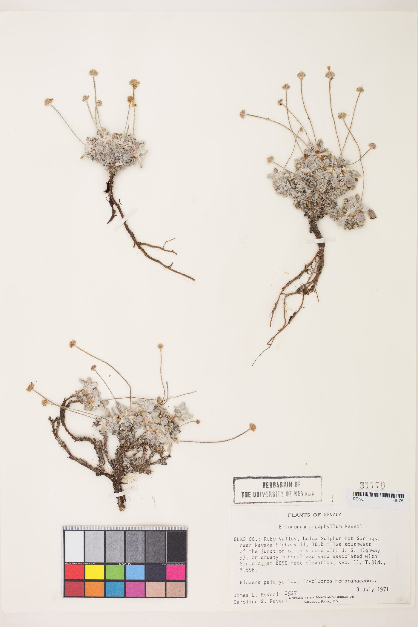 Eriogonum argophyllum image