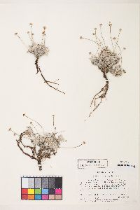 Eriogonum argophyllum image