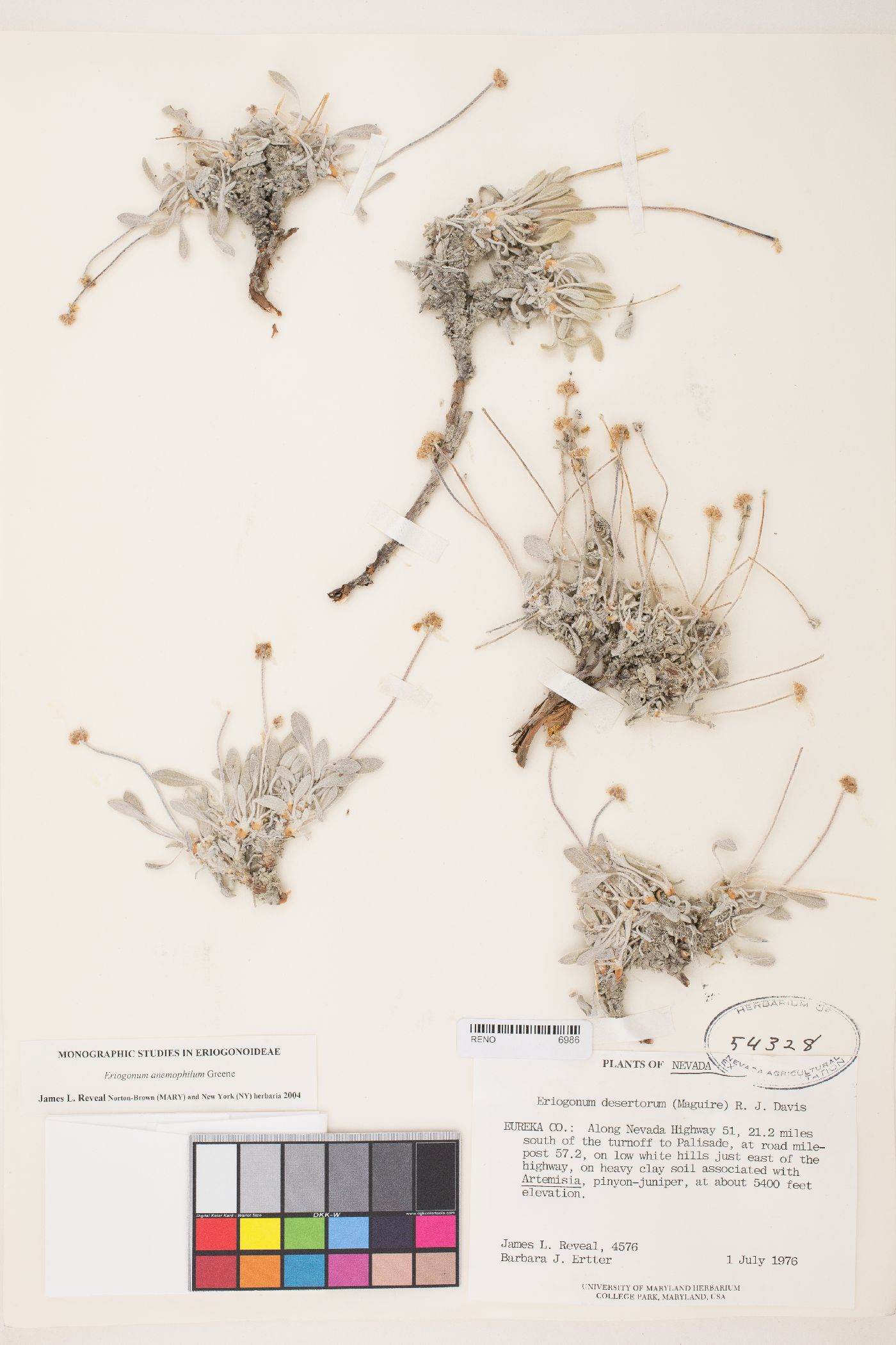 Eriogonum anemophilum image