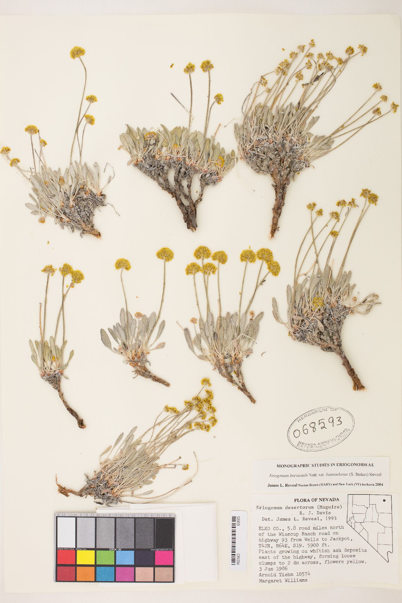 Eriogonum brevicaule var. desertorum image