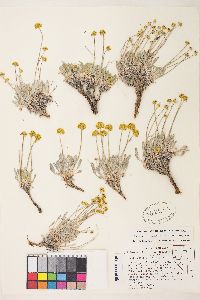 Eriogonum brevicaule image