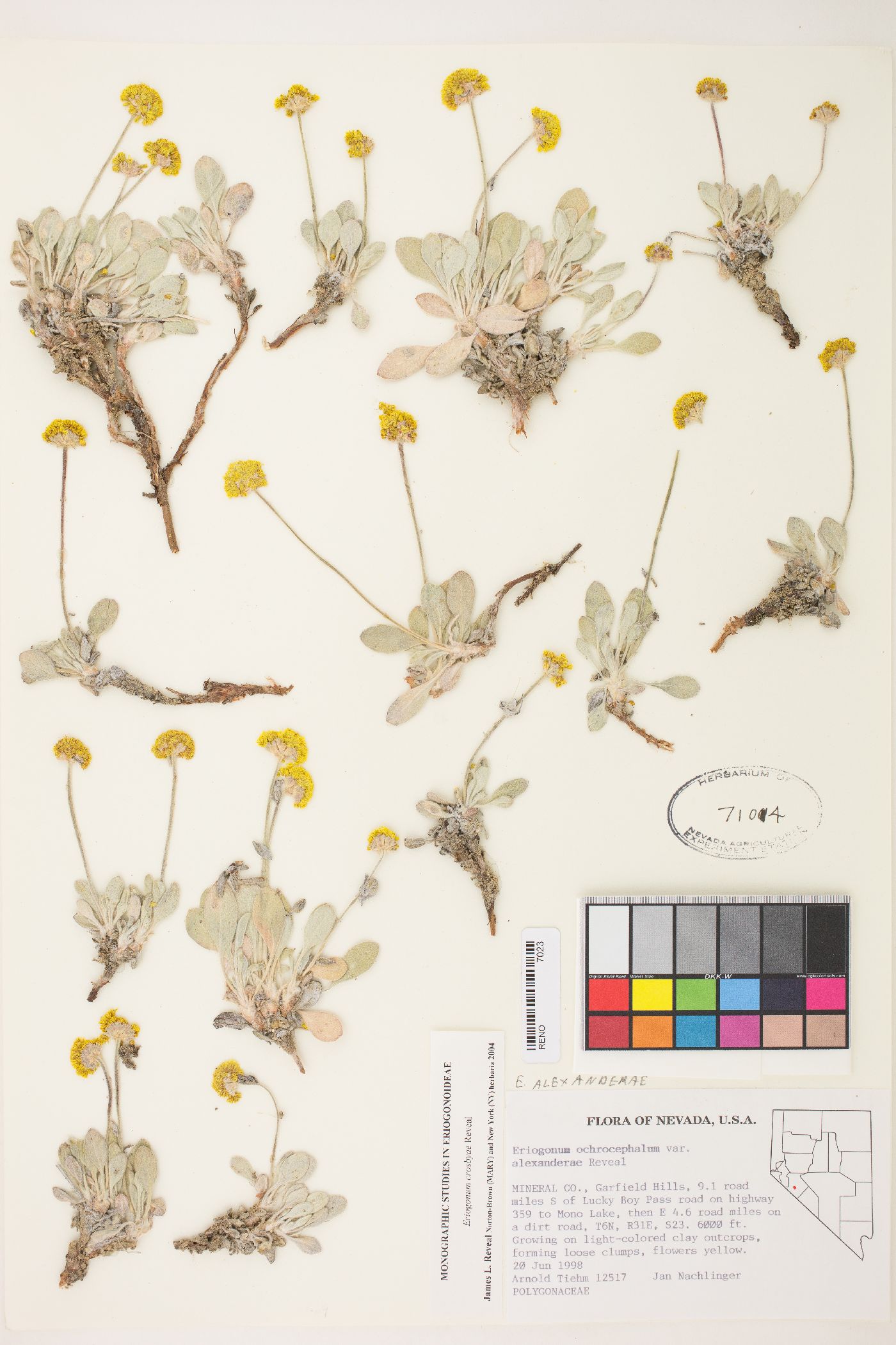 Eriogonum alexanderae image