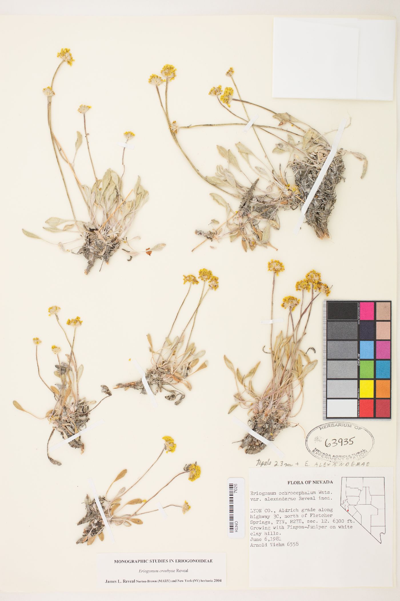 Eriogonum alexanderae image