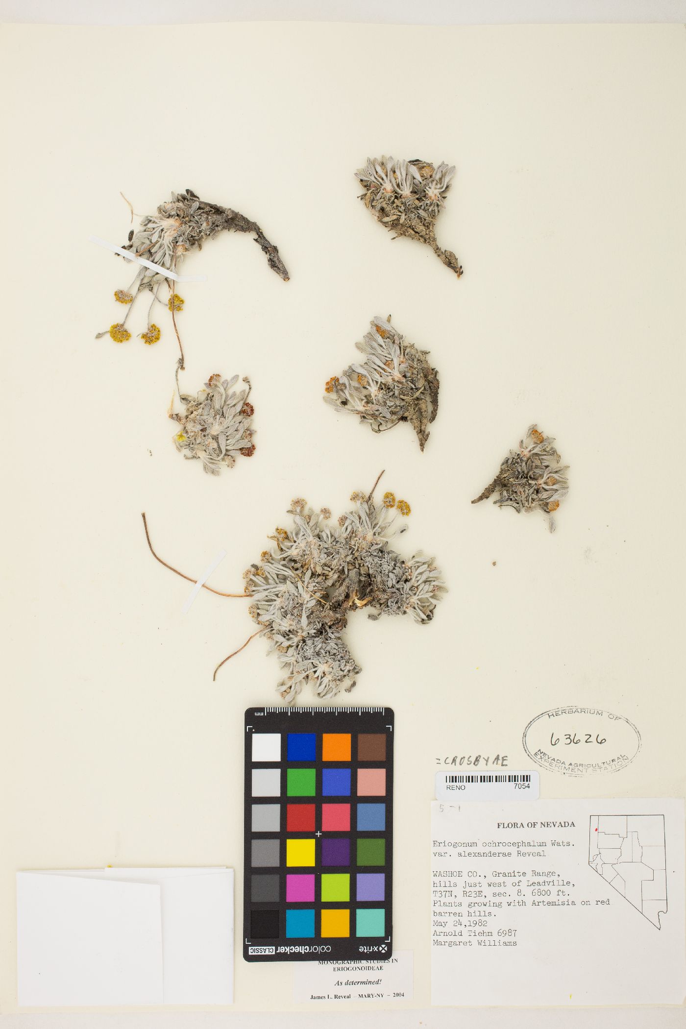 Eriogonum crosbyae var. crosbyae image