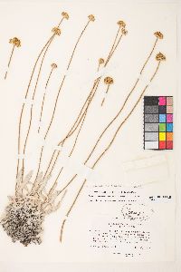 Eriogonum calcareum image