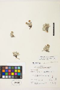 Eriogonum rosense image