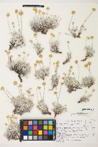 Eriogonum kingii image