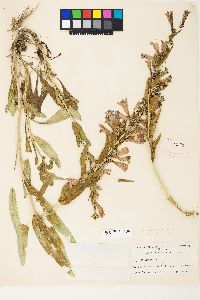 Penstemon speciosus image