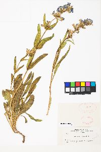 Penstemon strictus image