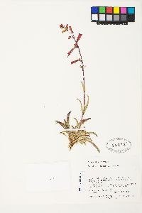 Penstemon utahensis image