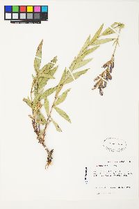 Penstemon venustus image