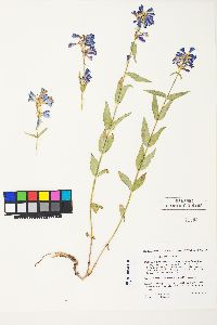 Penstemon watsonii image