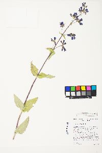 Penstemon wilcoxii image