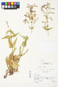 Penstemon wilcoxii image
