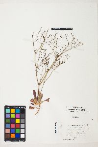 Image of Eriogonum hirtiflorum